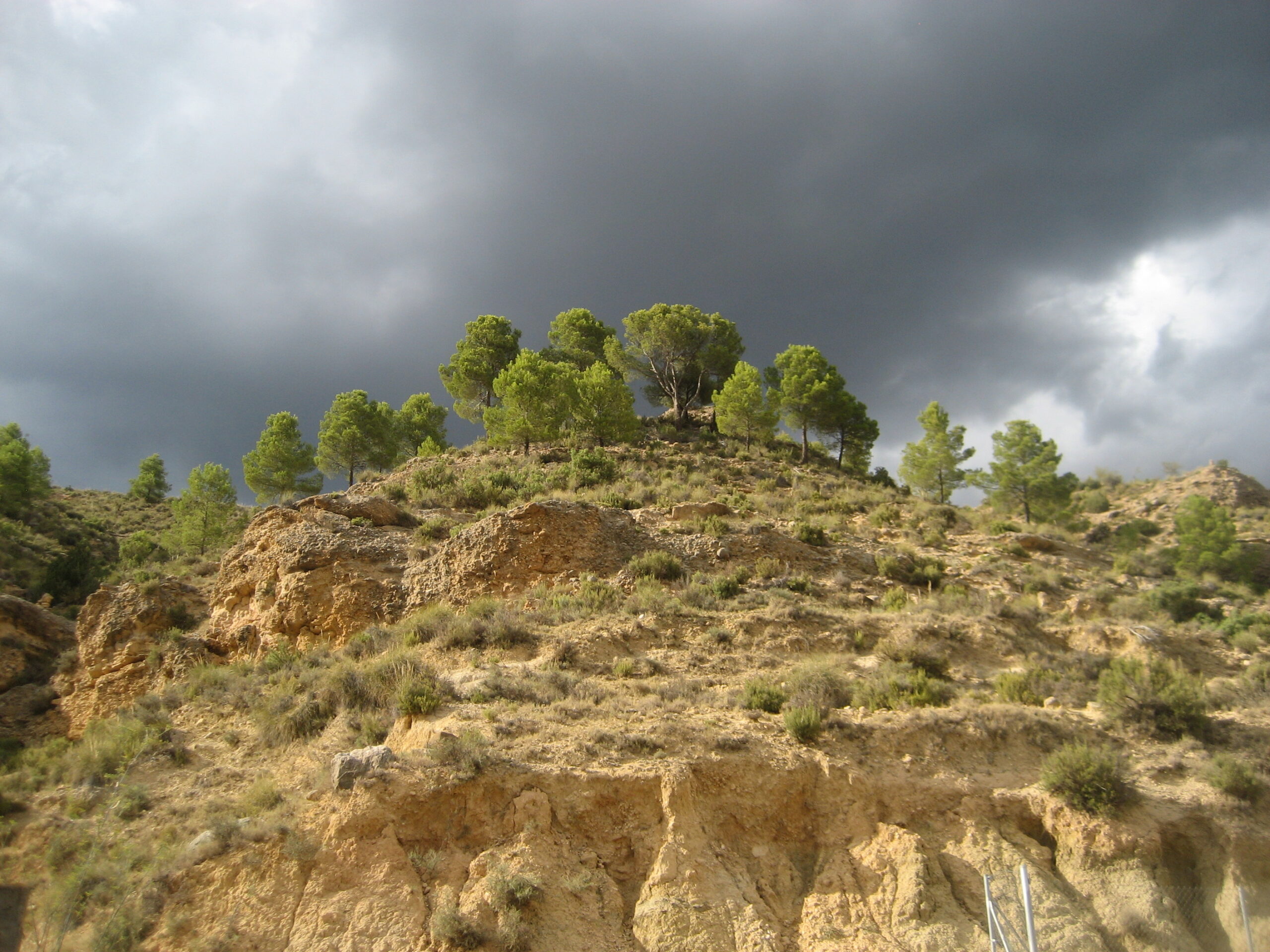 IMG_0010 (2)